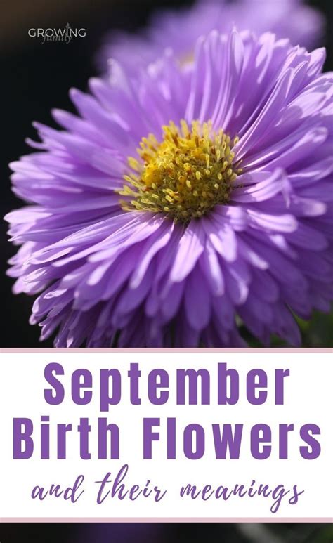 a purple flower with the words, september birth flowers and their ...