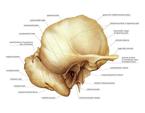 Temporal Bone #7 Photograph by Asklepios Medical Atlas - Pixels