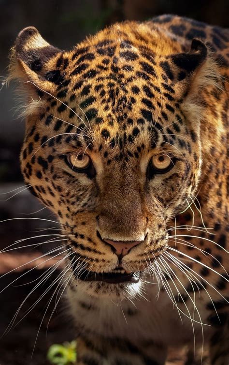 Face of a jaguar up close | Animales majestuosos, Animales salvajes y Animales feroces