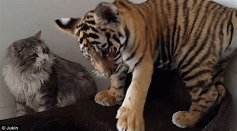 Ukranian tiger cub enjoys play fight with house cat in adorable video ...