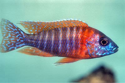 Rubin Red Peacock Cichlid (Aulonocara stuartgranti) | WHOLESALE INDONESIA TROPICAL FISH ...