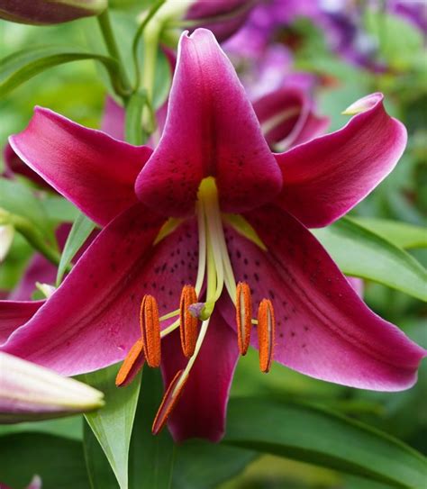 Grow Oriental Lilies for Outstanding Garden Color - Birds and Blooms