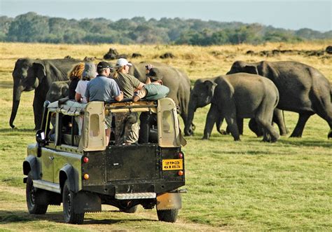 The Elephant Gathering at Minneriya National Park - Marvellous Sri Lanka