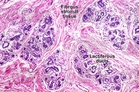 Mammary Gland Histology