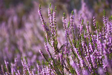 How to Grow Heather Plants in Your Garden | Gardener’s Path