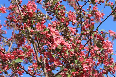 Blooming Pink Crabapple Tree Picture | Free Photograph | Photos Public Domain