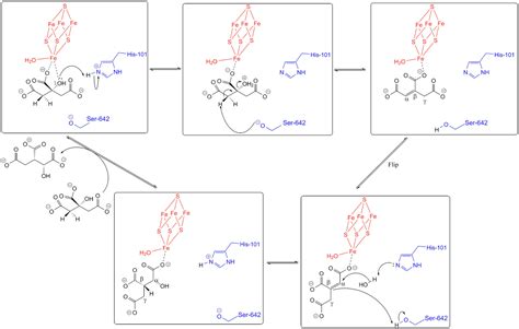 Decoding Krebs Cycle I: Citrate (6C) to Succinyl-CoA (4C)