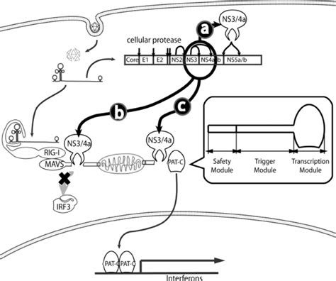 Role of NS3/4a in HCV replication and the PAT-C strategy. Arrow a... | Download Scientific Diagram