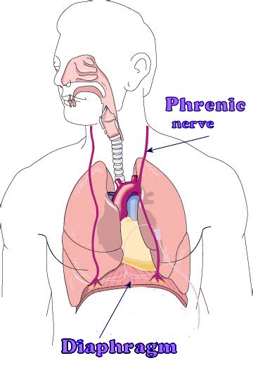 LE PILOTAGE NERVEUX DU DIAPHRAGME - Visio-nerf