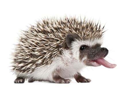 40 Adorable Hedgehog Pictures | Reader's Digest