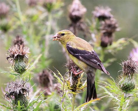 Female American Goldfinch Photograph by David Byron Keener - Fine Art America