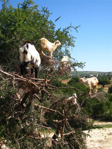 Tree-climbing goats