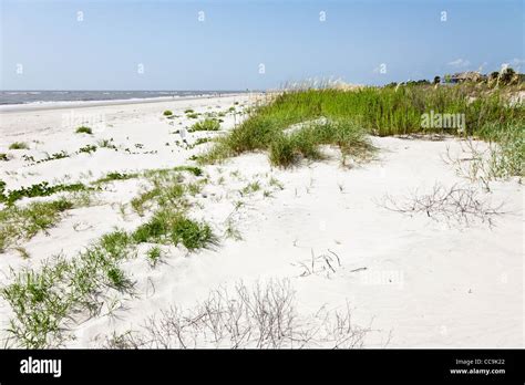 Plants and grasses on the sand dunes prevent beach erosion on the wide public sand beach at ...