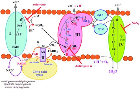 Electron transfer and inhibitors of respiratory complexes in electron... | Download Scientific ...