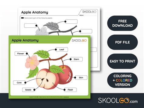 Apple Anatomy - Free Worksheet - SKOOLGO