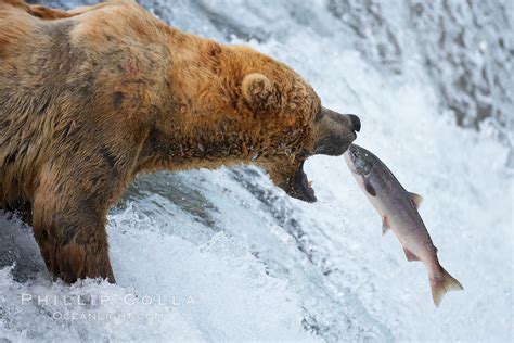 Brown bear catching salmon, Ursus arctos, Brooks River, Katmai National ...