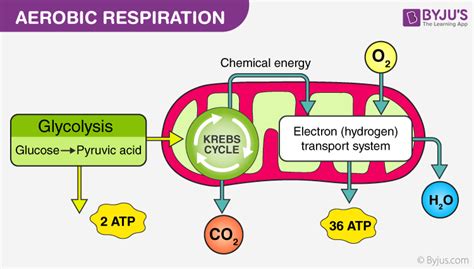 Aerobic And Anaerobic Respiration - Major Differences