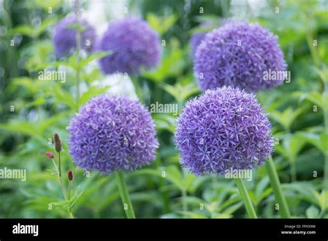 Purple Allium flowers in garden Stock Photo - Alamy