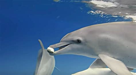 Dolphins Play With Pufferfish To Get High Off Their Poison