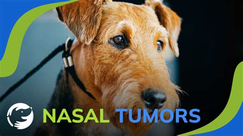 Nasal Tumors - What You Need to Know About Your Dog's Cancer