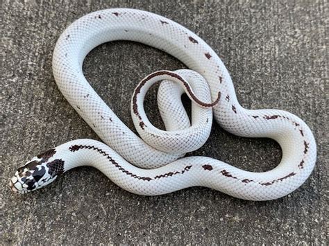 High White California King Snake for sale | Snakes at Sunset