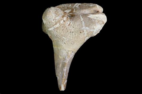 .71" Fossil Shark (Xenacanthus) Tooth - Texas (#136332) For Sale ...