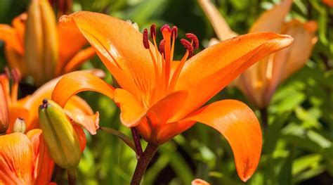 16 Types of Orange Lilies For Bright Garden Color