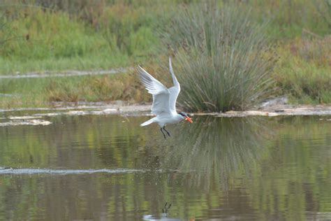 Malibu Lagoon — Wildlife Nav