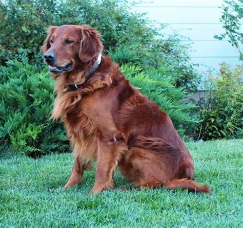 DARK RED FIELD GOLDEN RETRIEVER AT STUD