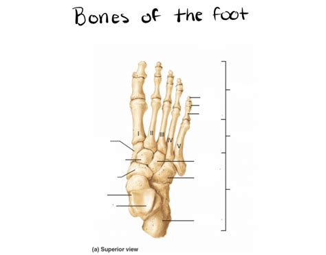 Bones of foot Quiz