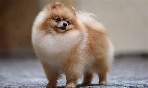 Pomeranian Puppies For Sale | Greenfield Puppies