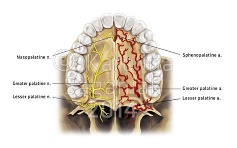 Nerves and arteries of the palate - anatomical illustrations by ...