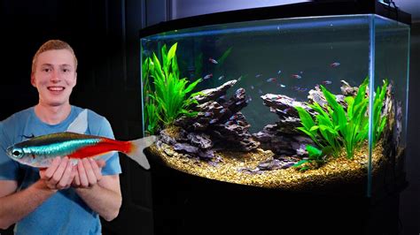 How Many Neon Tetras In A 50 Gallon Tank? New - Bmxracingthailand.com