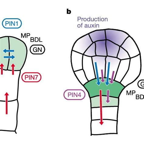 A model for a role of auxin in embryo patterning. Sites of auxin... | Download Scientific Diagram