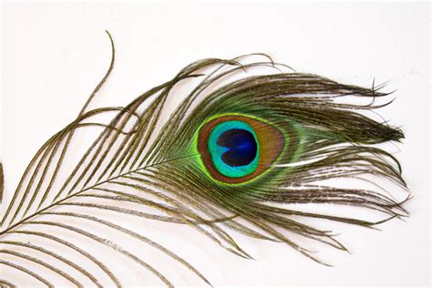 Peacock Feathers 4 Free Stock Photo - Public Domain Pictures