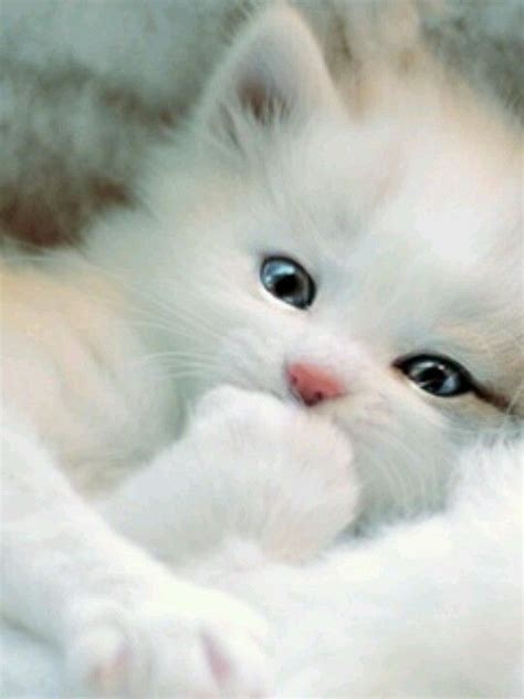 Fluffy white kitten | Cute Overload | Pinterest