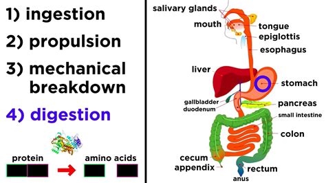 Digestion Process