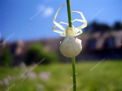 White Crab Spider Stock Photo by ©PlazacCameraman 18222611