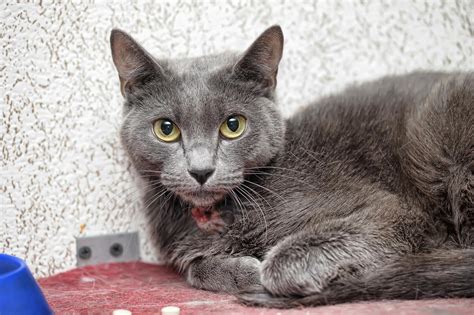 Cuterebra en gatos - Qué es, parasitación, síntomas y tratamiento