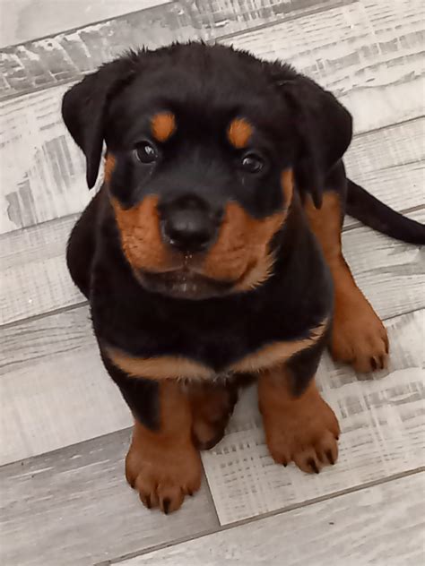 Rottweiler pups for sale Waterford - Dogs For Sale Ireland