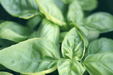 Basil plant care | Houseplant Central