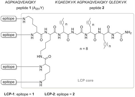 Peptide epitope 2 retains native epitope sequence 1 (regular fonts)... | Download Scientific Diagram