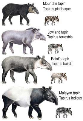 Tapir Specialist Group--Frequently Asked Questions About Tapirs | Tapir ...