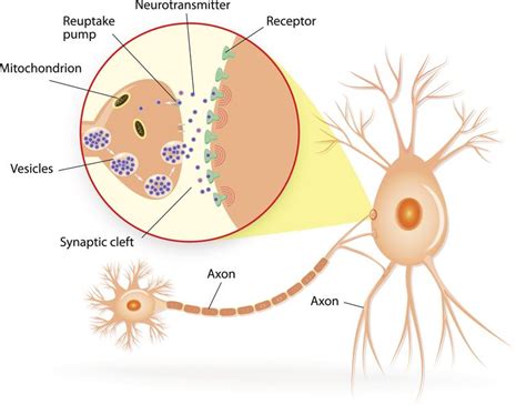 The Chemistry of Depression - Neurotransmitters and More