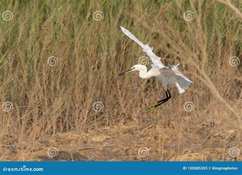 Little Egret Flying in for a Landing Stock Image - Image of arab ...