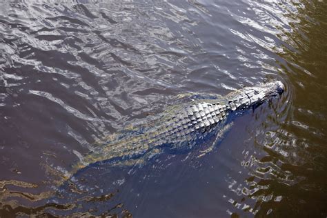 Hunter kills 13-foot alligator that had been poaching livestock in ...