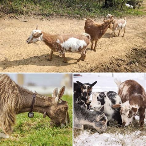 The Top 8 Dairy Goat Breeds that Will Give You a Ton of Milk