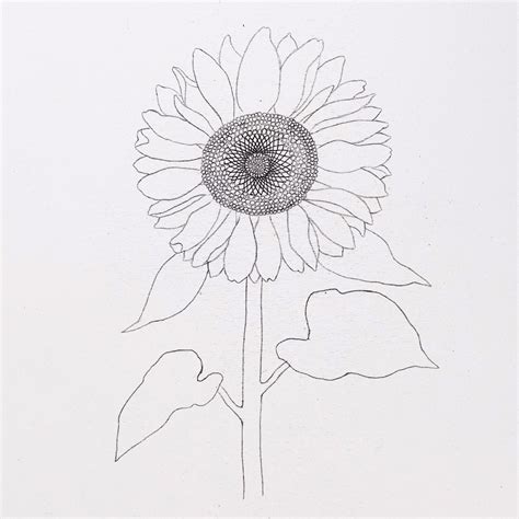 How to Draw a Sunflower (very realistic) 🌻