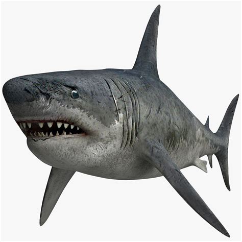 Megalodon Free 3D Model - .max .fbx - Free3D