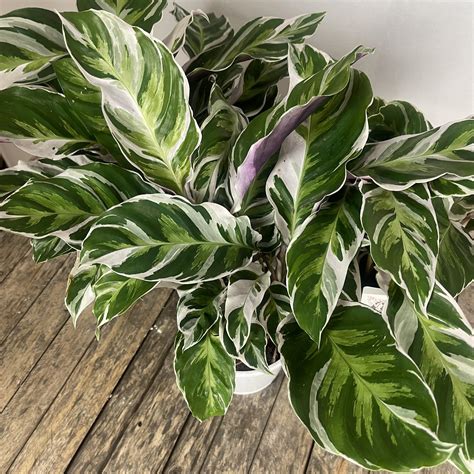 Calathea white fusion